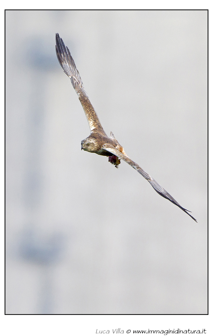 Falco di palude - Circus aeroginosus